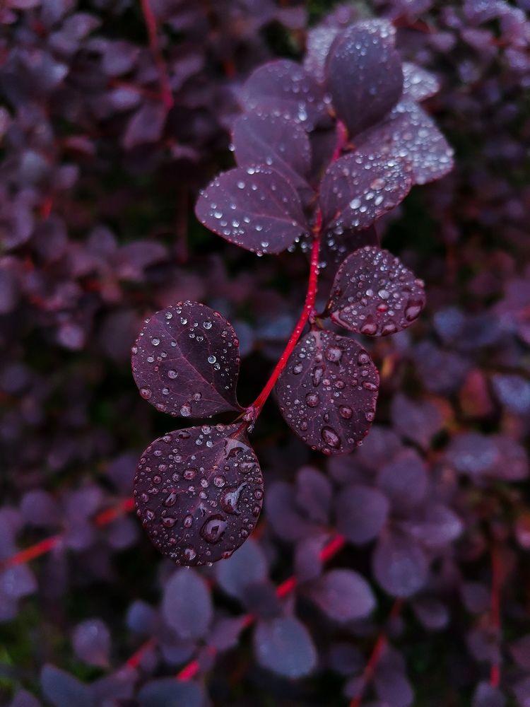 Photograph by Яна Йорданова