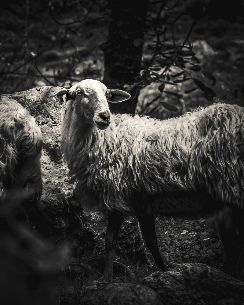 Photograph by Murcia J. A.