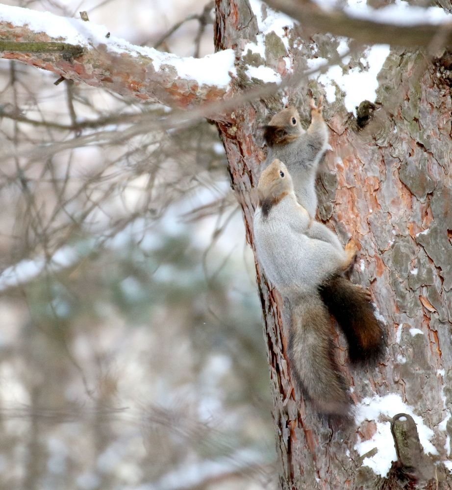 Photograph by Евгения Малафеева