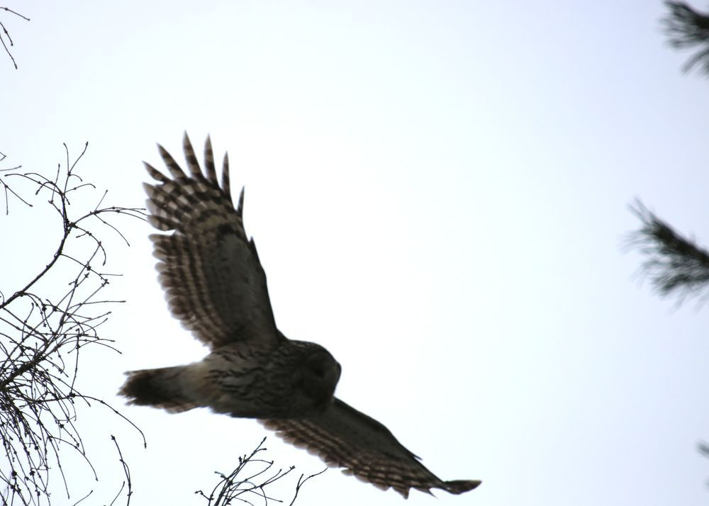 Photograph by Евгения Малафеева