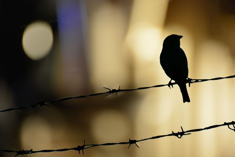 Sparrow in a night city traffic