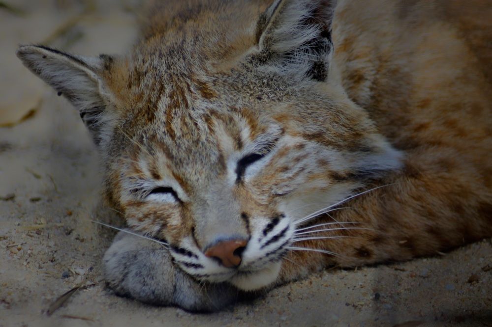 Photograph by Francisco Ferreira