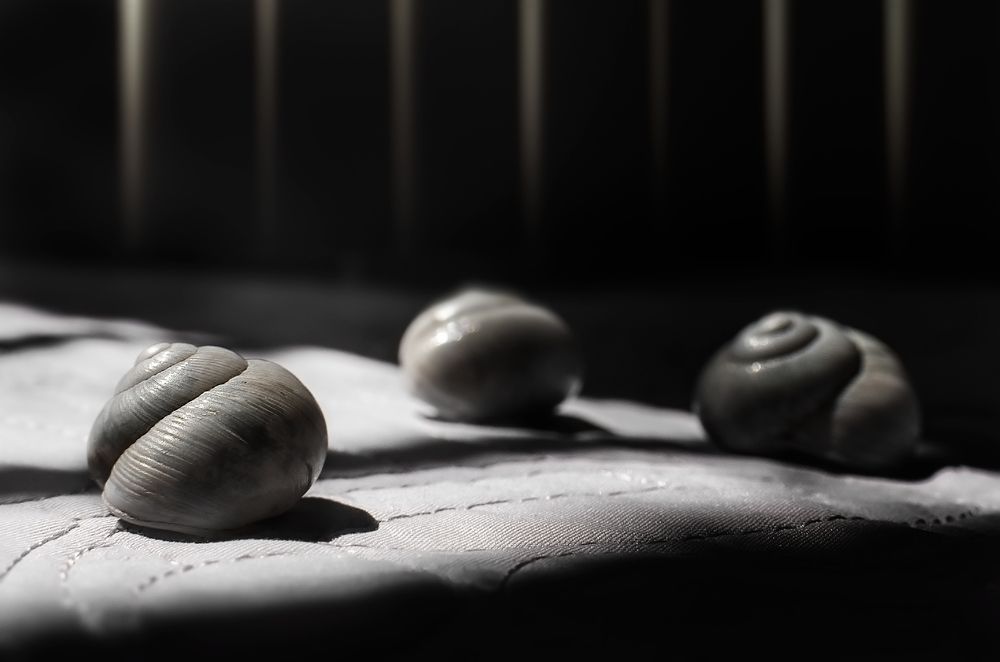 Фотография автора Tomas Manuel Fonte Hernandez