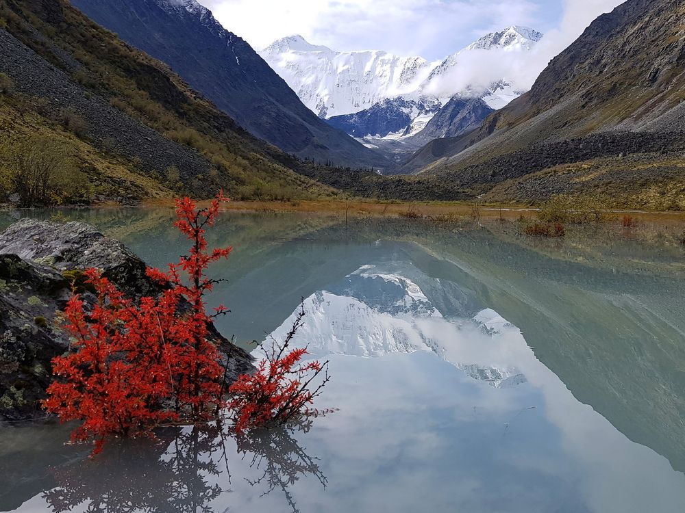 Красный куст и Белуха