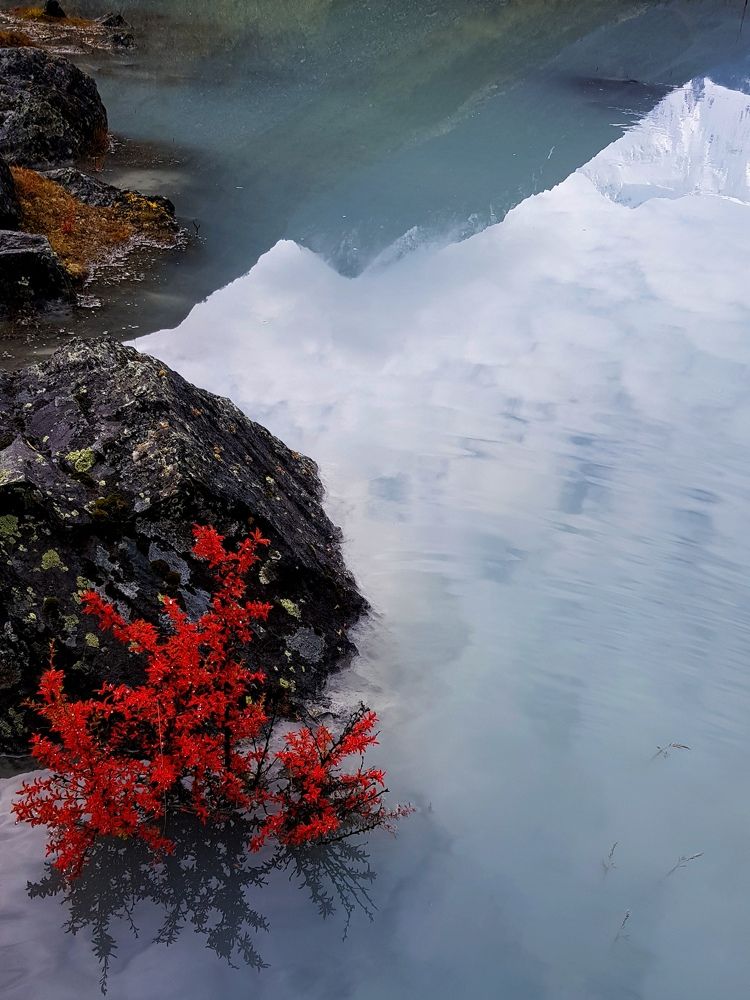 Красный куст