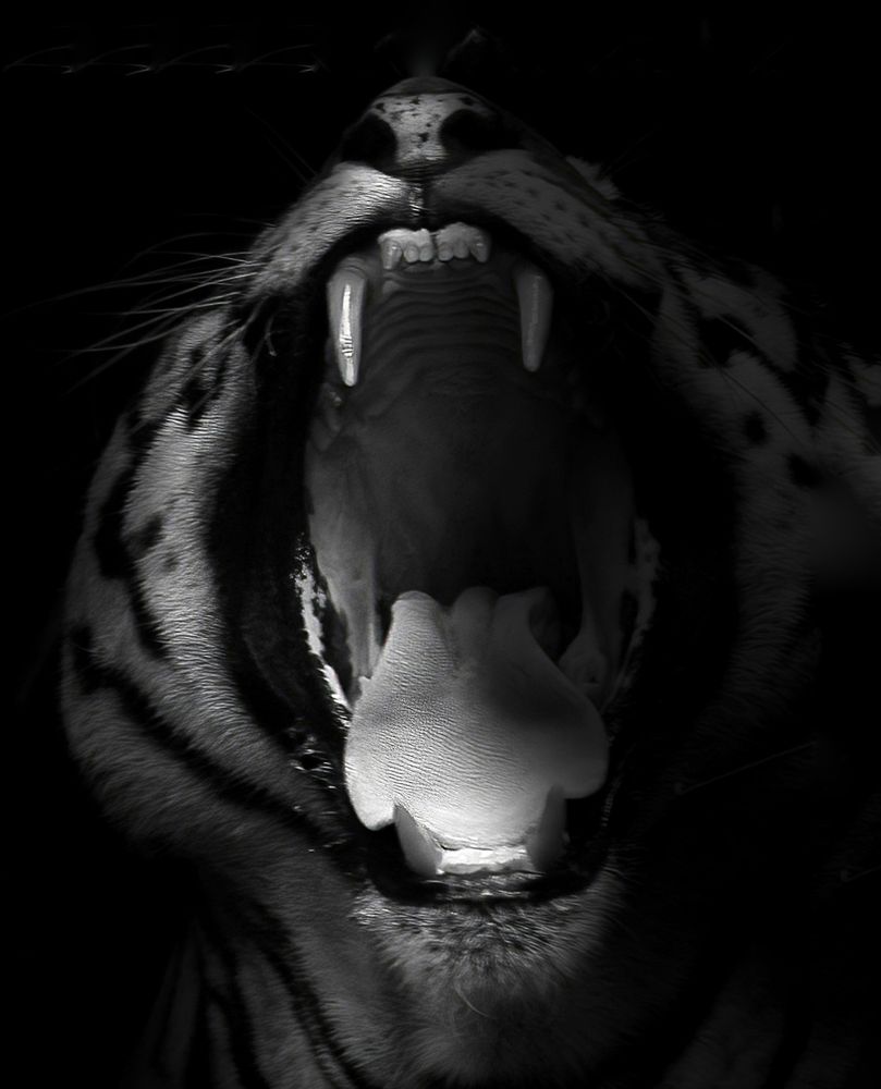 Photograph by Shashank mate