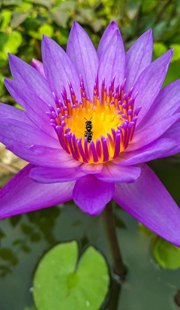 The bee enjoying flowers beauty