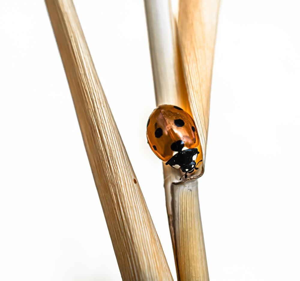 Янтарный светлячок