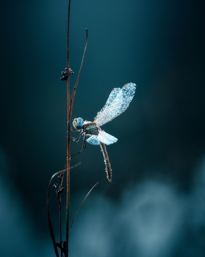 Photograph by Nerollens