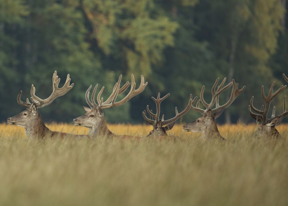 Photograph by Maciej Żabecki