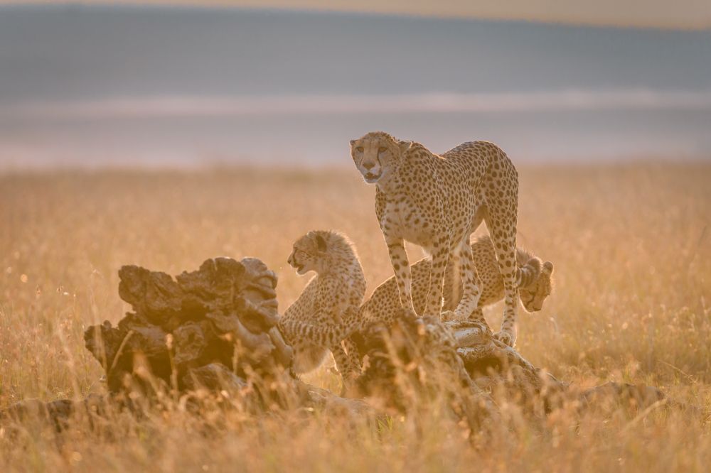 Photograph by Ruzdi Ekenheim