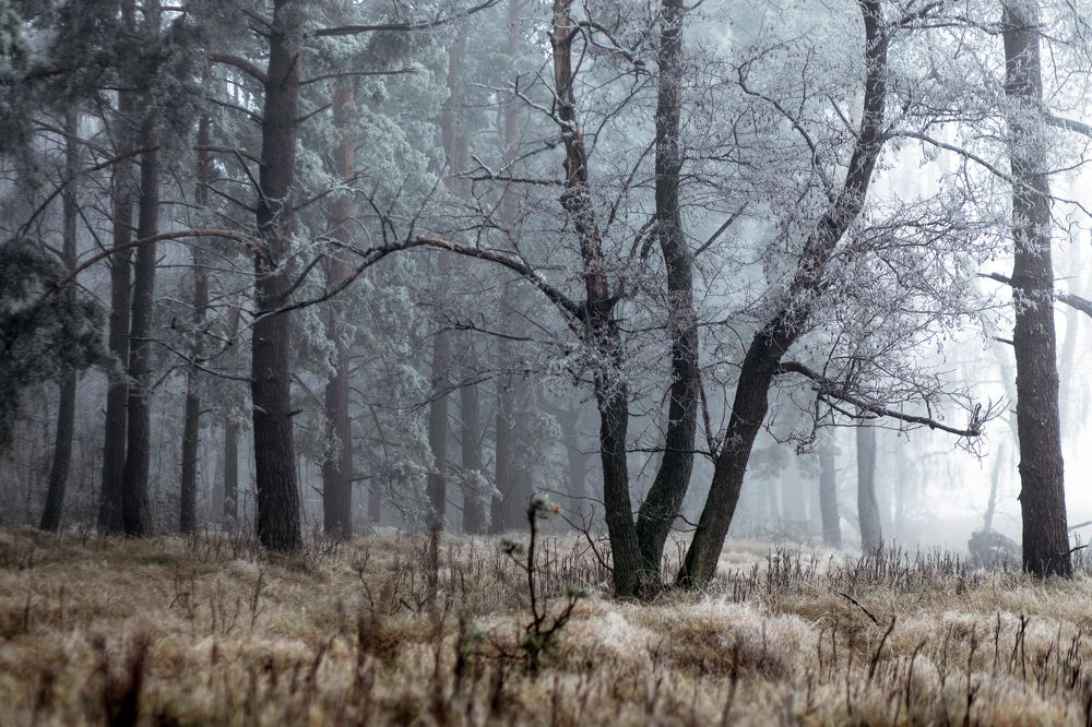 Photograph by Rolandas Valančauskas