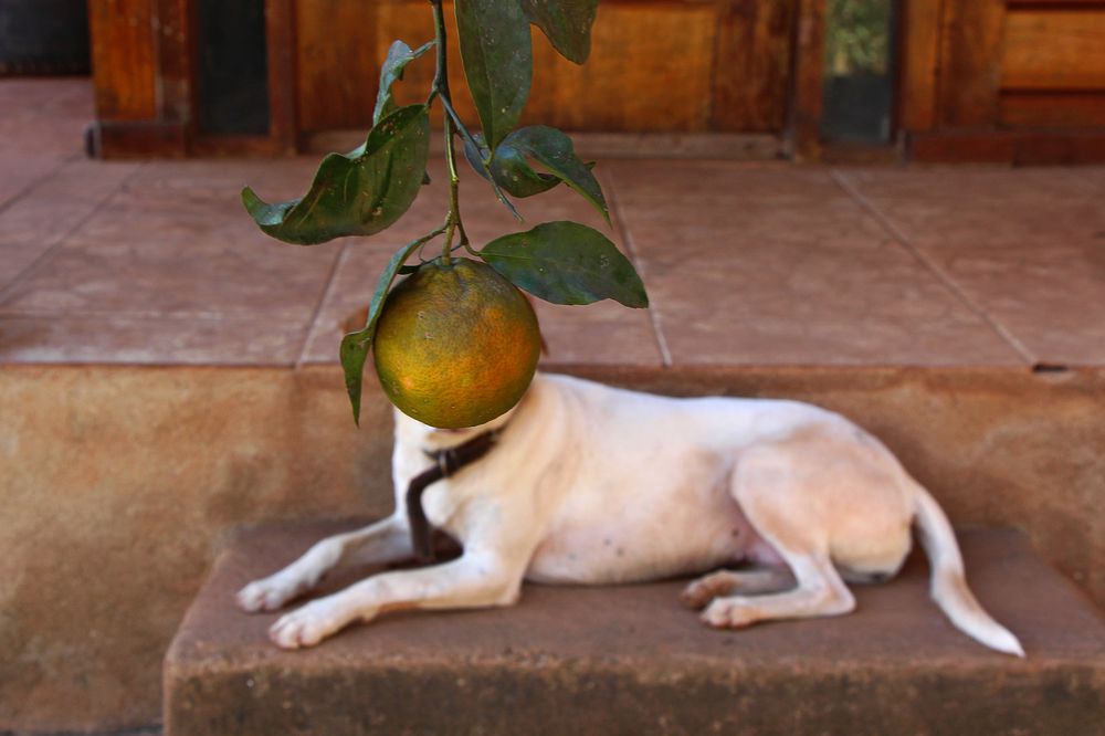 Photograph by Tatiana Barthem