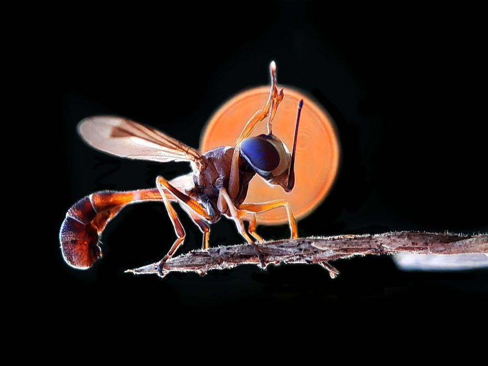 Photograph by TAPAS GHOSH