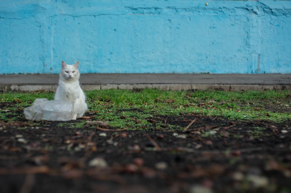 Photograph by Александр Лобынцев