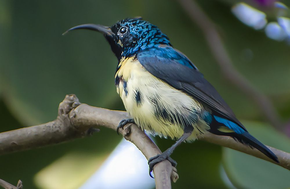 Photograph by Ramya Roy