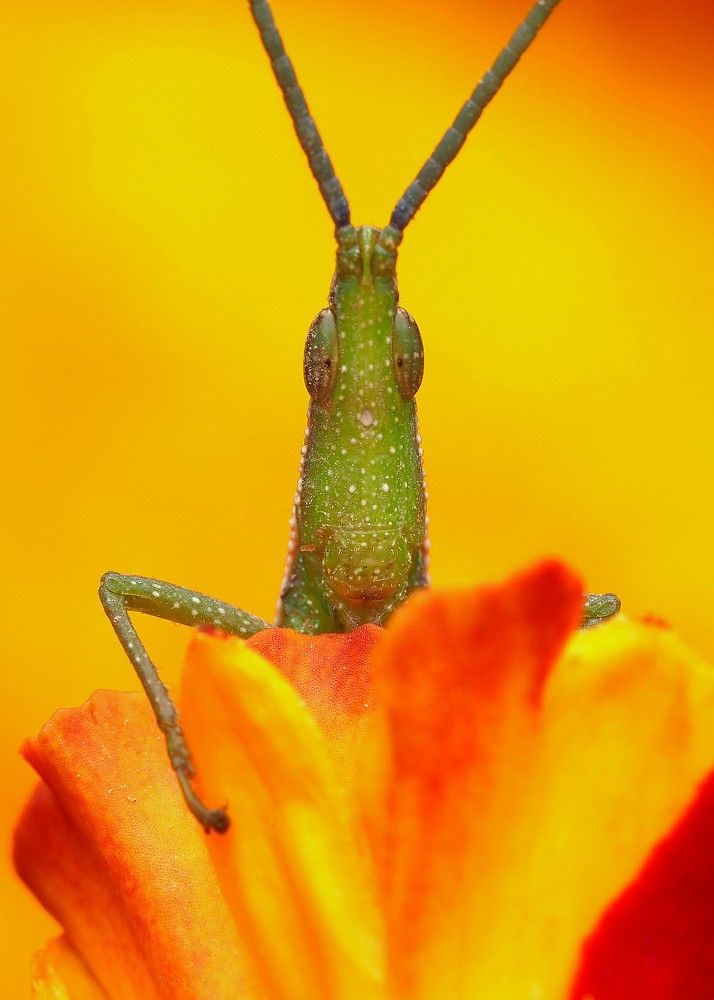 Atractomorpha in colors