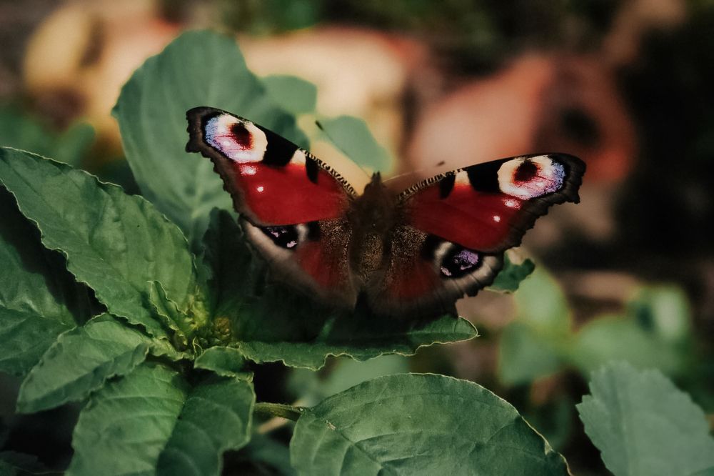 Photograph by Ирина Чуб
