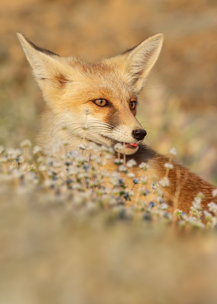 Photograph by sajjad saadat