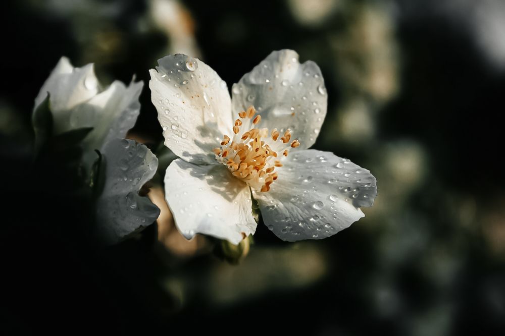 Photograph by Ирина Чуб