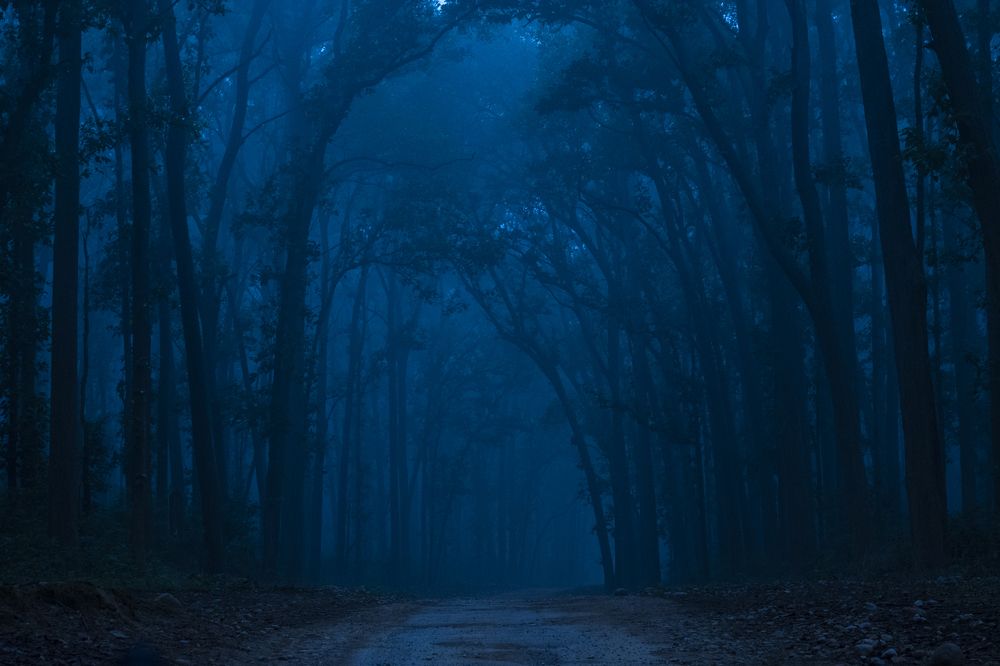 Фотография автора Sunny Saha Pramanick