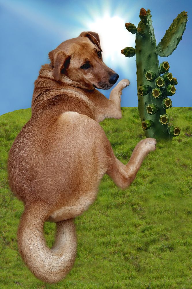 Photograph by Tatiana Barthem