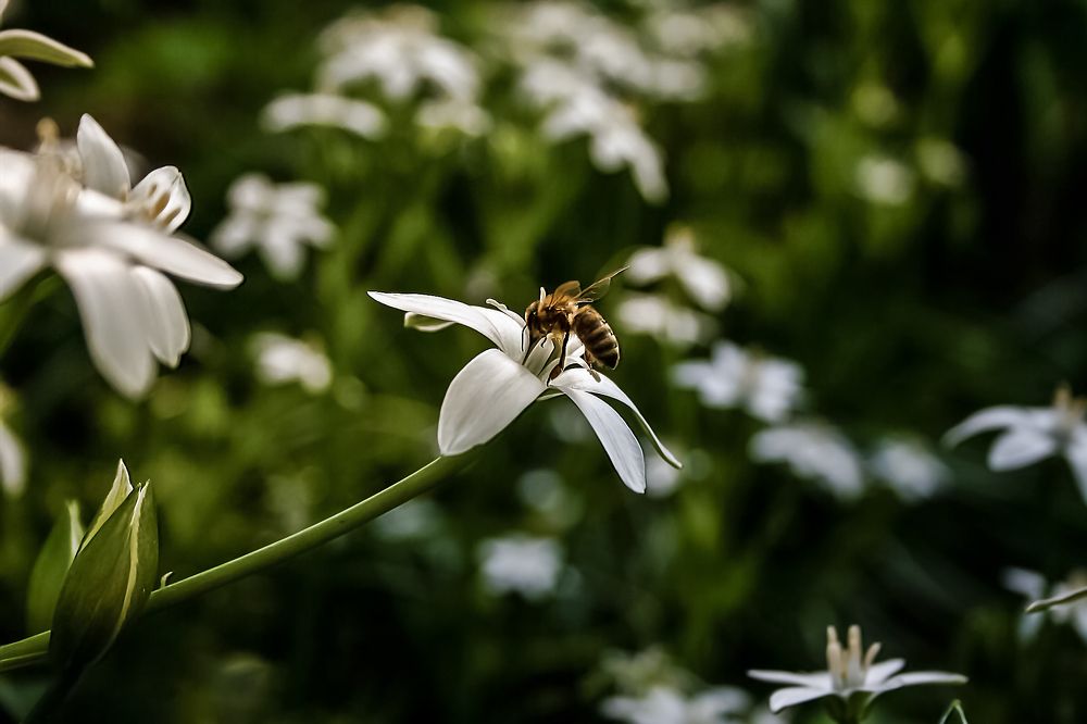 Photograph by Ирина Чуб