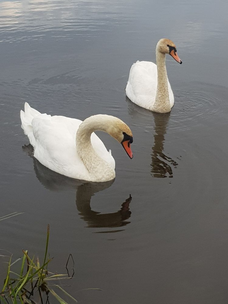Photograph by Ліана Устимчук