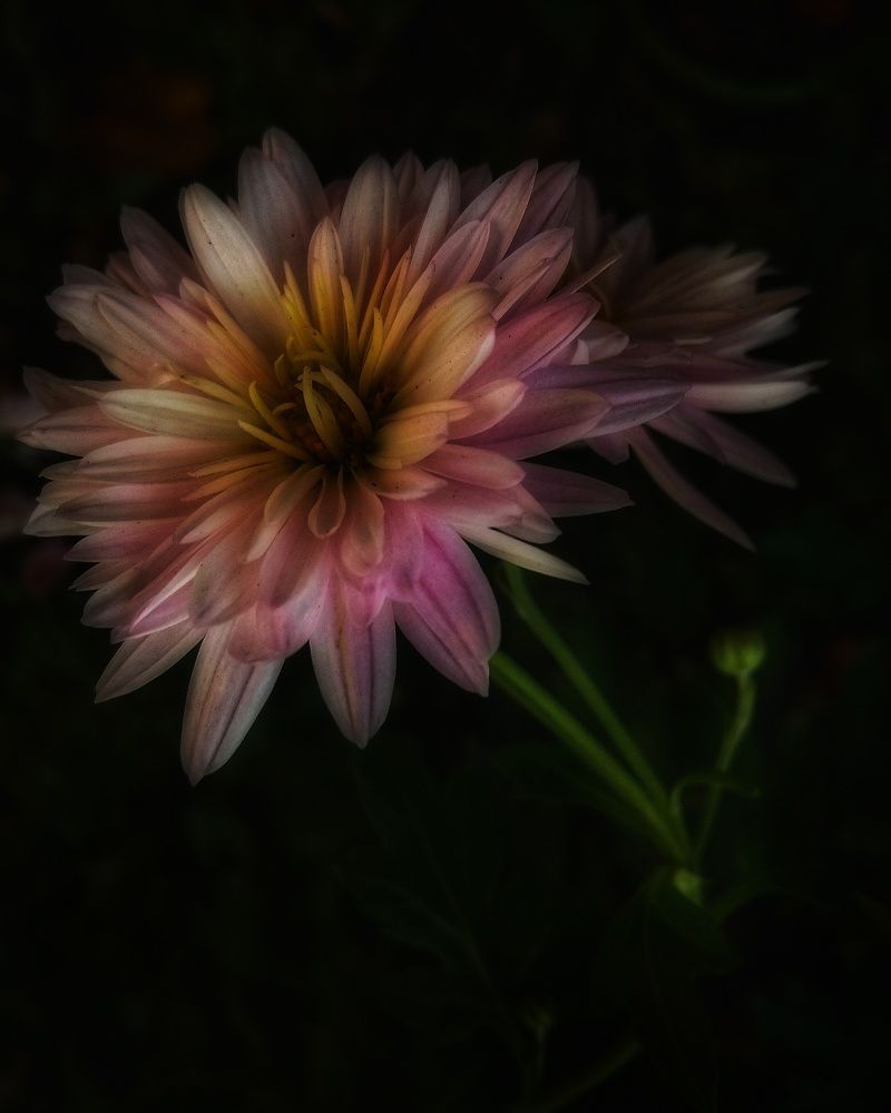 Photograph by Светлана Безъязычная