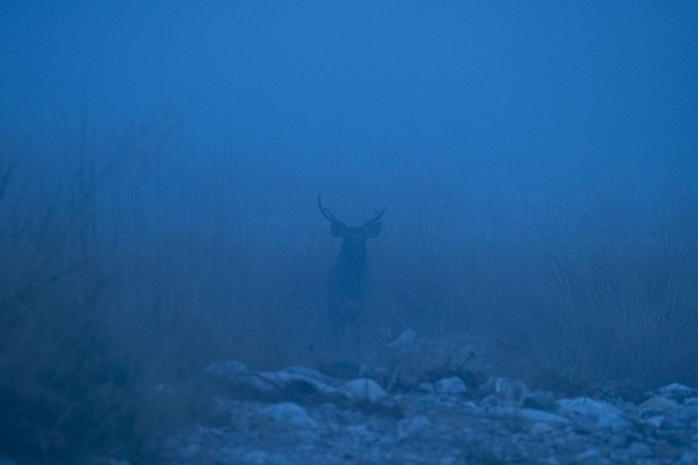 Фотография автора Sunny Saha Pramanick