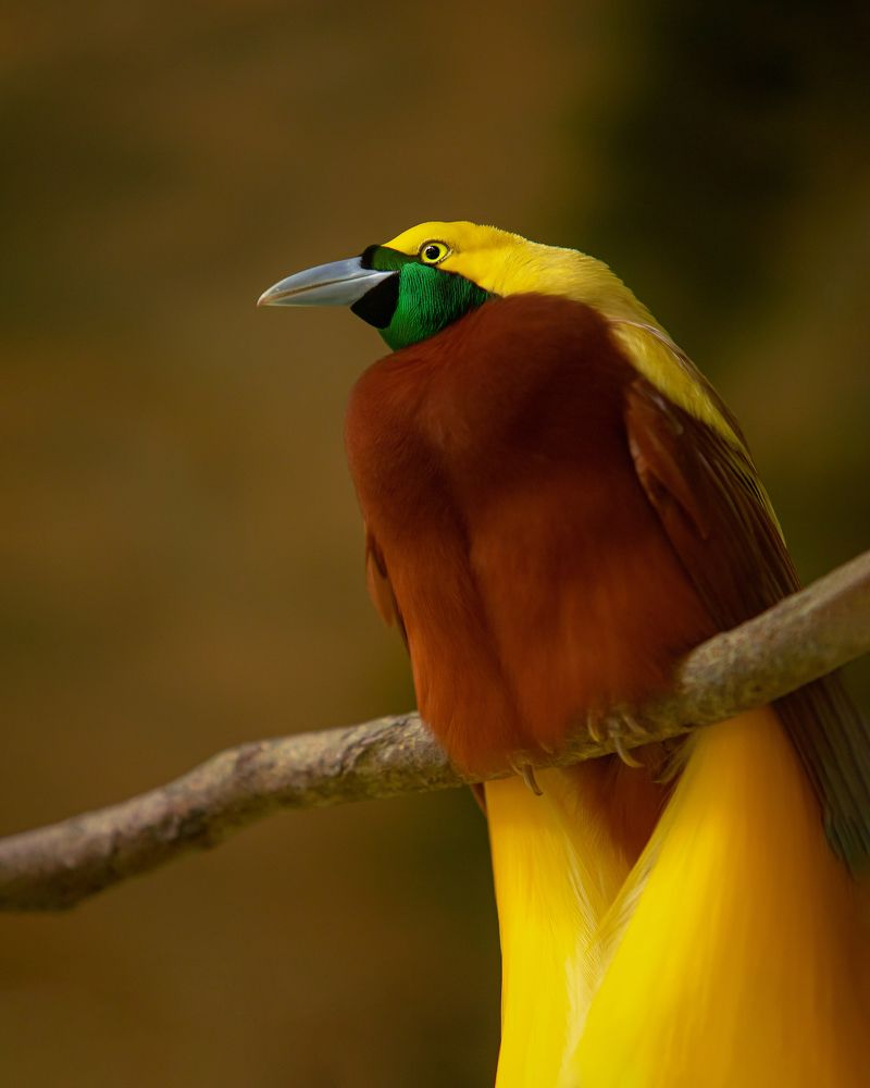 Photograph by Prayuda