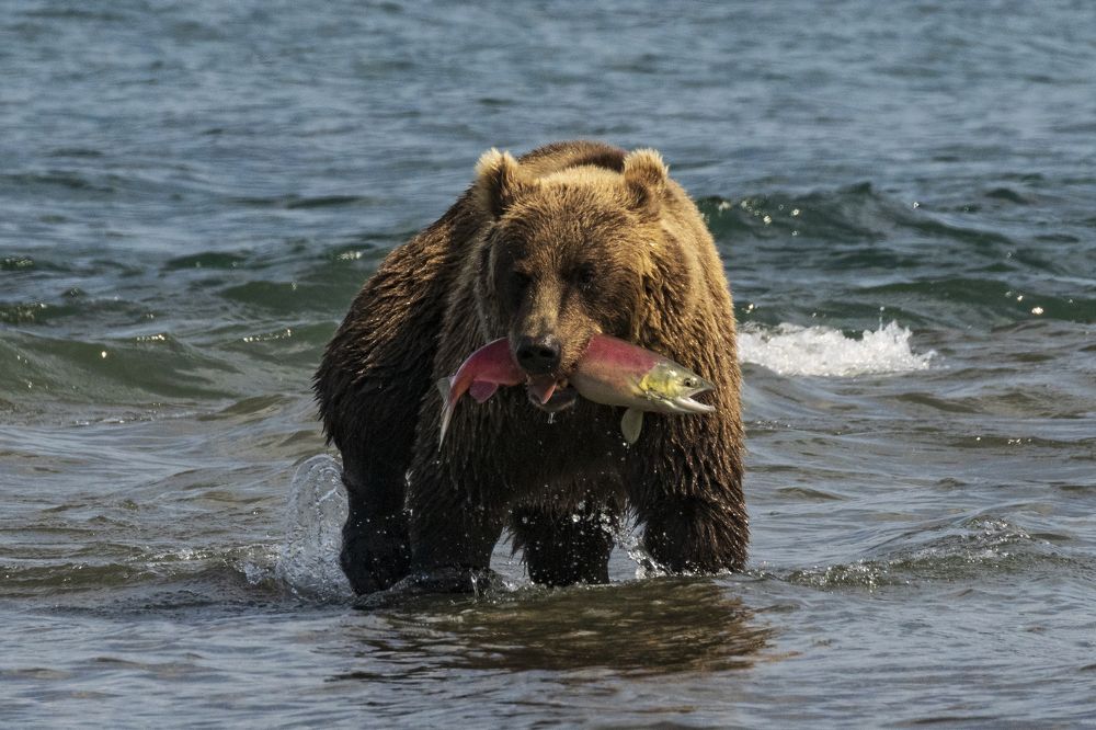 Удачная рыбалка
