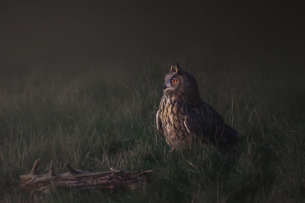 Photograph by Ernestas Balcikonis