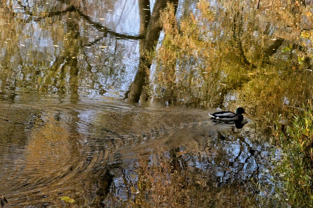 Осенний калейдоскоп