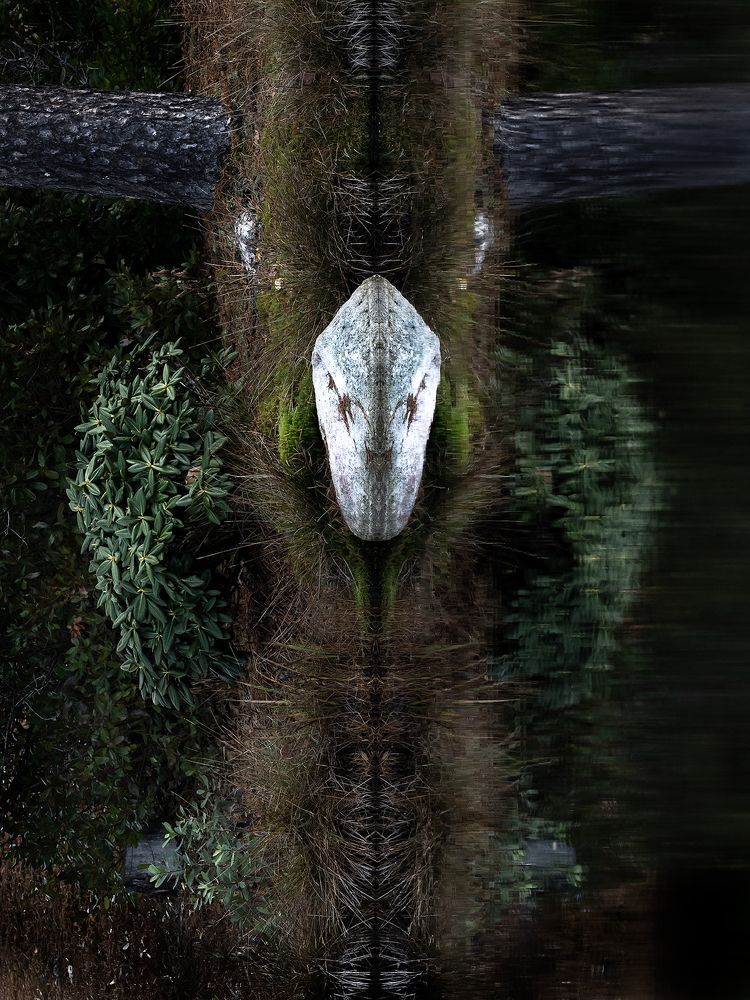 Photograph by Harri Vigelius