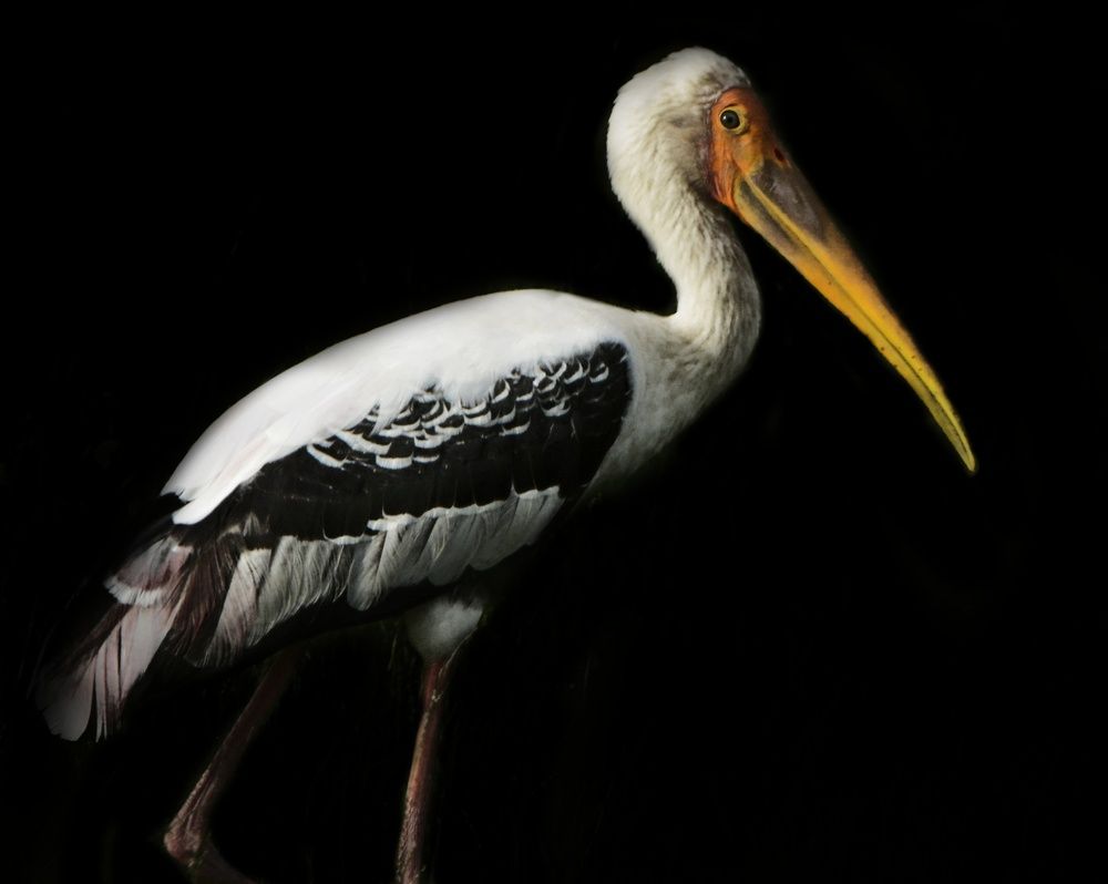 Photograph by Damrith Gamage