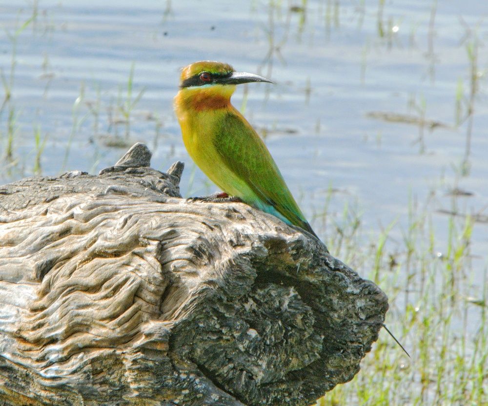 Photograph by Damrith Gamage