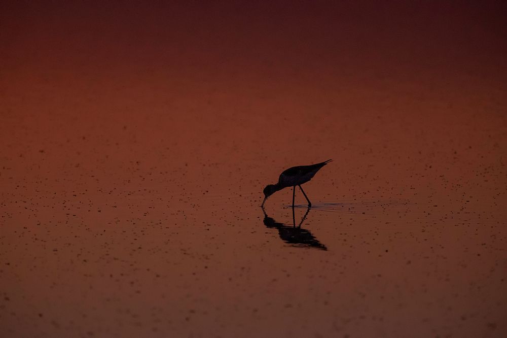 Photograph by Наталья Антипас