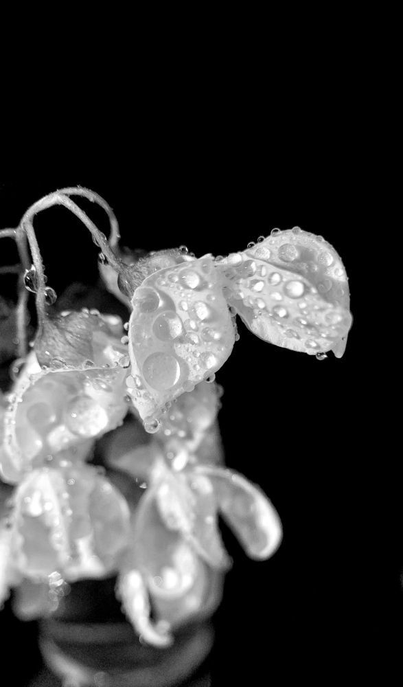 Photograph by Надежда Смирнова