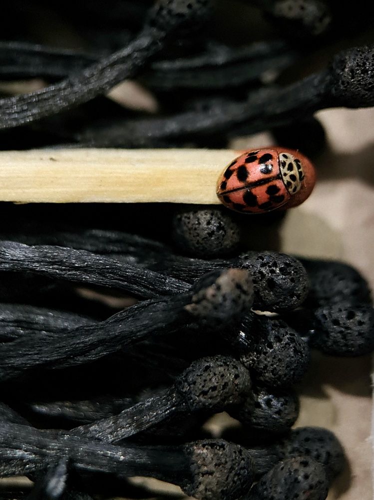 Photograph by Светлана Смирнова