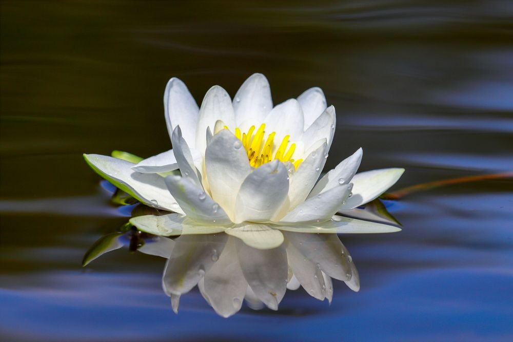 Photograph by Адриана