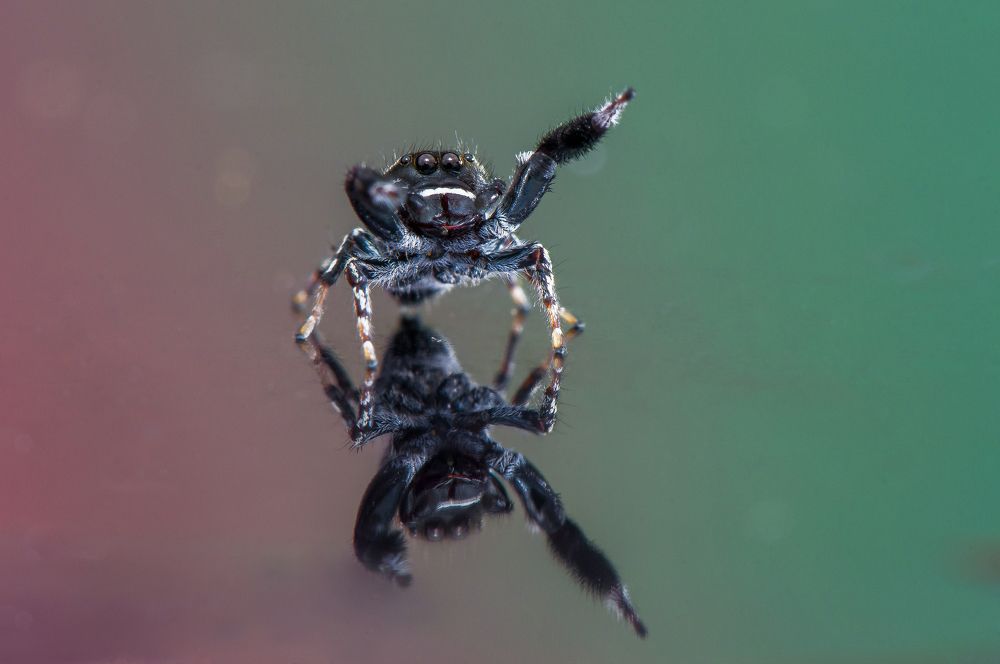 Photograph by Chamara Sulakkhana Polwatta Siriyalage