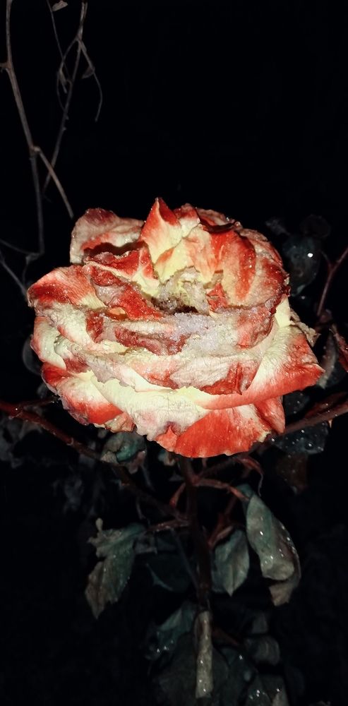 Одинокая роза под снегом