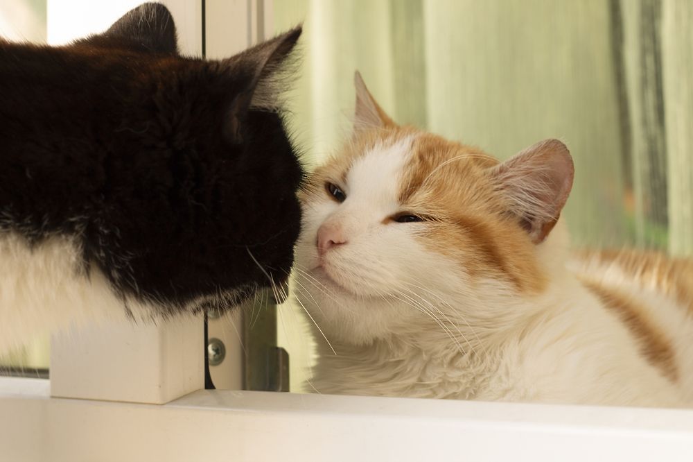 Photograph by Дарья Ващенко-Панкина