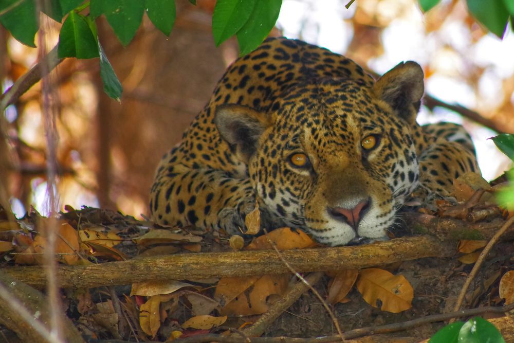 Фотография автора Cláudia Maria Fialho Garcia