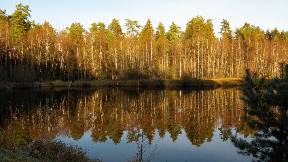 Отражение леса