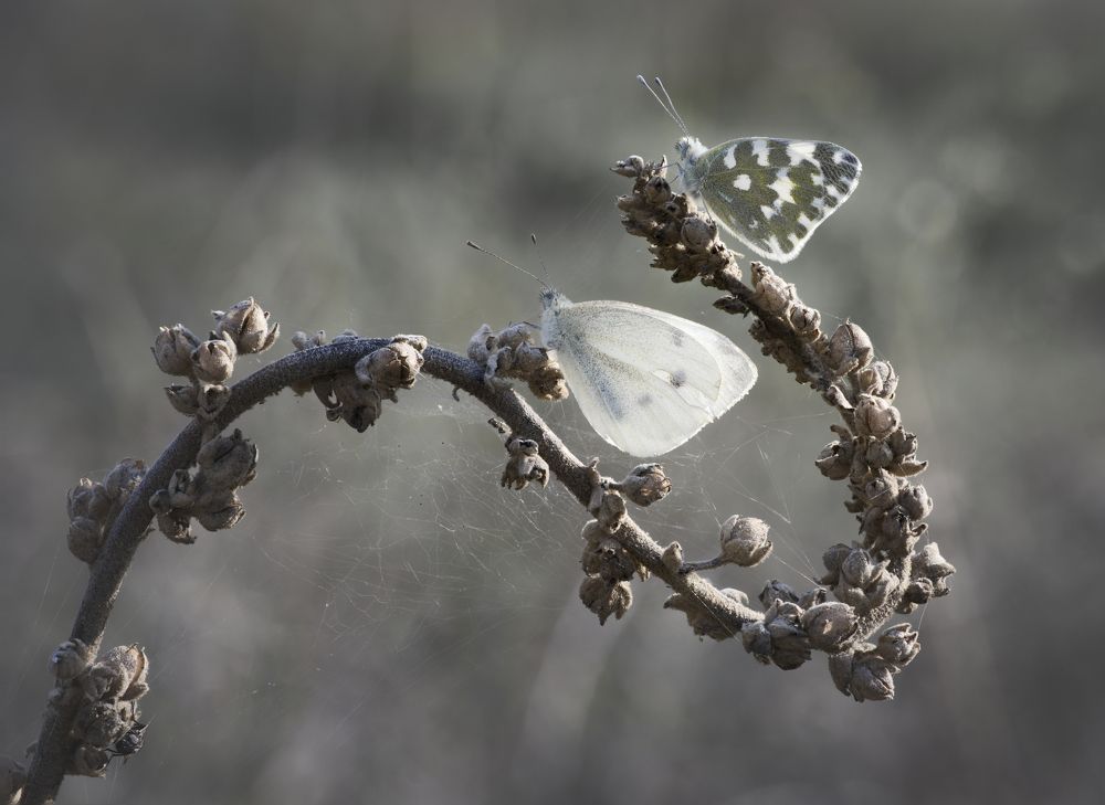 Фотография автора Panagiotis Dalagiorgos