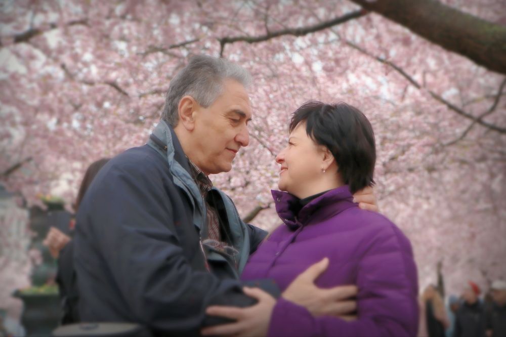 Сакура цветет. Стокгольм.