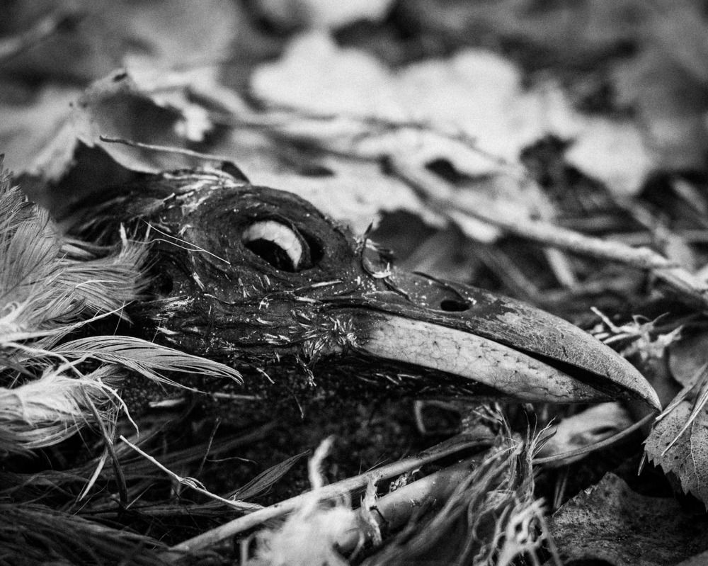 Photograph by Даша Камардина