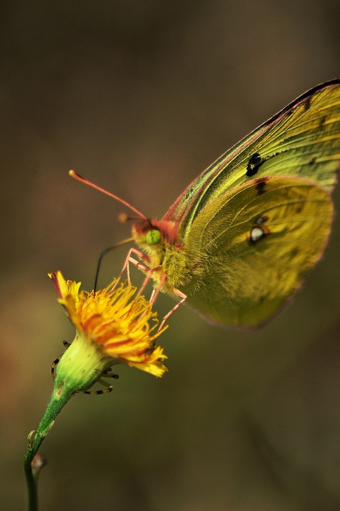 Photograph by Алексей Литвинов